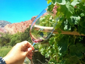 Vitivinicultura en la Agenda 2025 entre Provincia y el Consejo Federal de Inversiones