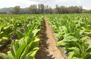 Precio del tabaco: se acord&oacute; un 50% de aumento