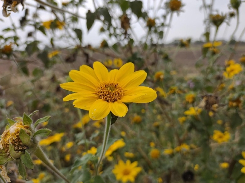 Tabaco, pasto cubano y buenas pr&aacute;cticas agropecuarias: Jujuy y Salta abordaron agenda regional
