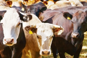 El INTA desarroll&oacute; la primera vacuna contra la Leucosis Bovina