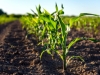 Agricultura regenerativa, ¿la solución a la urgencia del NOA para producir más y recuperar el suelo?