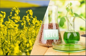 El consumo mundial de biocombustibles aumentar&iacute;a 8% en 2021