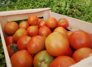 Tomate redondo, champ&uacute; y mandarina encabezan los aumentos relevados en abril