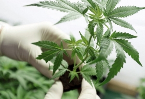 Los detalles de la Agencia que impulsará las políticas públicas sobre cáñamo y cannabis medicinal