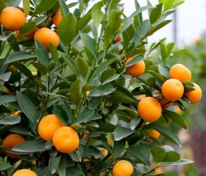 Extienden plazos para acceder a beneficios y facilidades de pago para el sector citr&iacute;cola