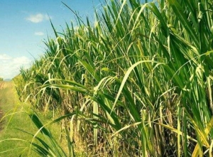 Industria eficiente y m&aacute;s desarrollo energ&eacute;tico, las premisas del pr&oacute;ximo congreso azucarero