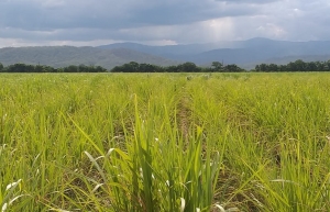 La sequía provocó pérdidas de más del 30% en la producción de caña de azúcar