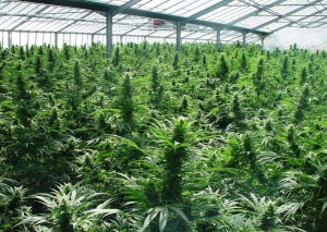 Material vegetal producido en Cannava ser&aacute; utilizado por el INTI