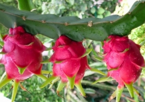 Auge de frutas tropicales, el Paraná y la esperanza en el Corredor Bioceánico