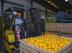 Campa&ntilde;a r&eacute;cord: Ledesma aument&oacute; un 24% su producci&oacute;n de frutas