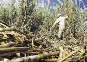 Cañeros piden declarar la “emergencia económica financiera” y diferir el pago de impuestos