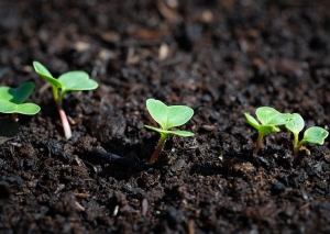 Fertilizaci&oacute;n org&aacute;nica disminuye el impacto del cambio clim&aacute;tico en los suelos