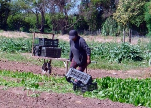 Por mayor formalidad en el trabajo rural