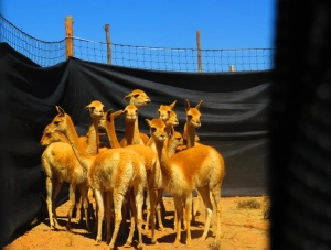 Caza furtiva: las fuerzas de Chile y Argentina reforzar&aacute;n los controles para combatir a los atacantes