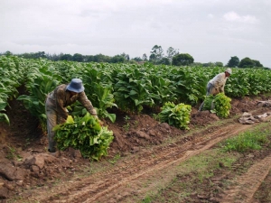 Analizan implementar beneficio nacional a trabajadores del campo juje&ntilde;o