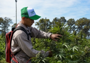 Innovadoras propuestas en "CANNAVA INCUBA: invernadero de ideas"