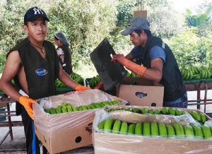 Bananeros bolivianos retoman la exportaci&oacute;n de 2.800 tn semanales a Argentina