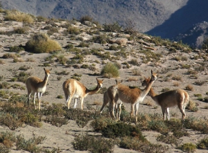 89 millones de pesos: imponen la multa m&aacute;s alta hist&oacute;ricamente por caza furtiva de vicu&ntilde;as en Jujuy