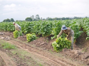 Menos hect&aacute;reas tabacaleras, preocupaci&oacute;n de los trabajadores rurales