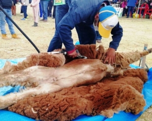 Comunidades andinas de la Puna acopiaron 570 kilos de fibra de vicu&ntilde;a para ser comercializada