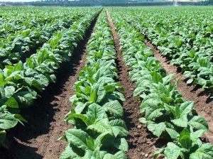 El 90% del tabaco juje&ntilde;o se exporta, pero el sector reclama que los beneficios no llegan a la producci&oacute;n