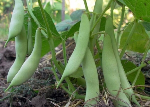 Confirmaron p&eacute;rdidas del 40% de la cosecha de porotos