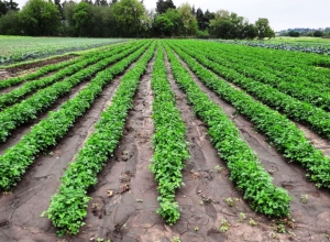 PROCANOR: Beneficios para productores hort&iacute;colas
