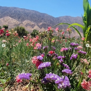 Jujuy ser&aacute; sede de la 1&deg; Jornada Provincial de Floricultura