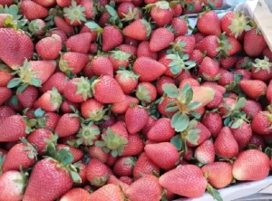 Comercio Jujuy - Antofagasta: desde el potencial en frutillas hasta la necesidad de m&aacute;s acuerdos internacionales