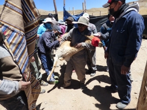 Positivo balance de la esquila de vicu&ntilde;as: 36 chakus en 2022
