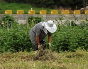 Se lanza la Mesa Agroalimentaria Argentina