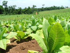 Fondo Especial del Tabaco: 3&deg; Jornada nacional
