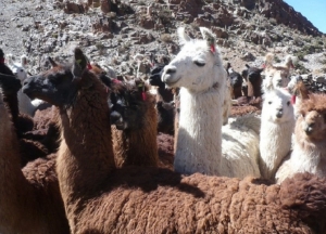 Cultivos andinos y cam&eacute;lidos en agenda interprovincial