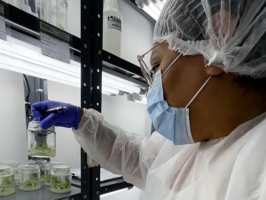 Avanza el plan maestro de cultivo in vitro de cannabis con fines medicinales