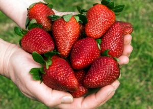 Estudiantes juje&ntilde;as crear&aacute;n licor a base de desechos de frutillas