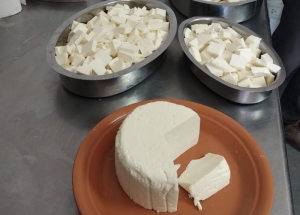 Tina quesera solar abre nuevos horizontes para alimentos artesanales