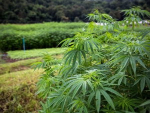 Inter&eacute;s farmac&eacute;utico en el cannabis juje&ntilde;o