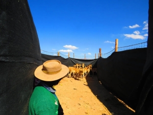 Esquila sustentable de Vicu&ntilde;as: inici&oacute; la temporada 2022