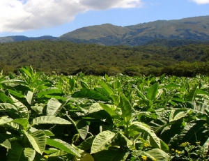 Jujuy espera, mientras Tucum&aacute;n y Catamarca ya tienen precio del tabaco