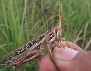 Sigue el alerta: langostas y tucuras en la agenda rural
