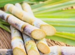 Biocombustibles: se&ntilde;alan &ldquo;puja distributiva&rdquo; entre los commodities de la pampa h&uacute;meda y la ca&ntilde;a de az&uacute;car