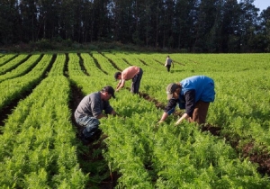 Reconocen 23 mil hectáreas para la agricultura familiar