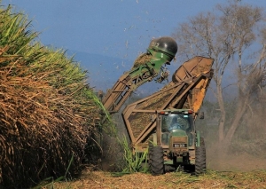 La Esperanza culmin&oacute; la zafra y super&oacute; la cosecha de la temporada anterior