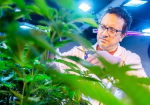 Pachamama y Malvina, las primeras semillas de cannabis medicinal con tecnolog&iacute;a CONICET