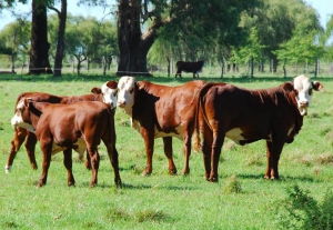 Jujuy: Propuestas para la nueva ley ganadera nacional