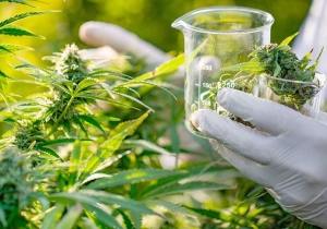 Cannabis medicinal: diputados aprob&oacute; ley del desarrollo