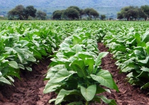 Tabaco: &ldquo;Seguiremos pelando centavo a centavo, para sostener la actividad en medio de una crisis de gravedad extrema&rdquo;