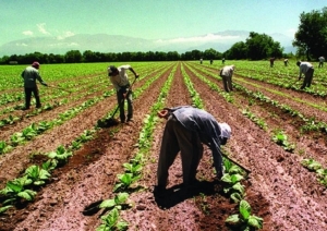 Aument&oacute; m&aacute;s de un 80% la Prestaci&oacute;n por Desempleo para trabajadores rurales