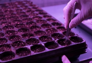 Cannabis medicinal: Jujuy avanza con un Plan de Desarrollo Gen&eacute;tico