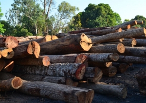 Entregaron recursos para afianzar la producci&oacute;n forestal